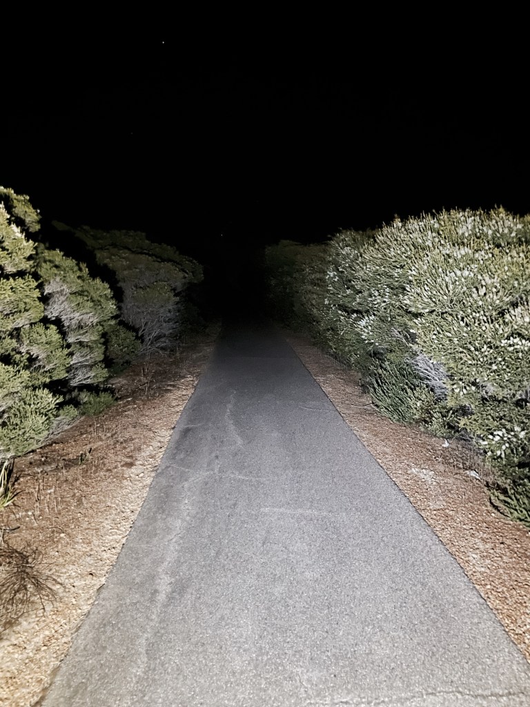 night walk path through trees dotodaywell.blog hope