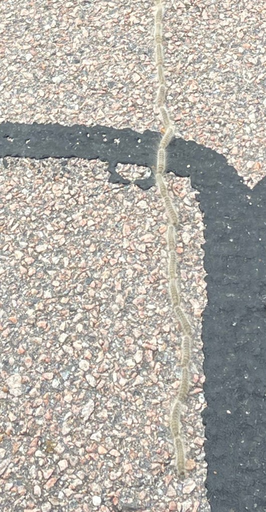 nature caterpillar train bizarre bushwalk weird cool awesome dotodaywell.org